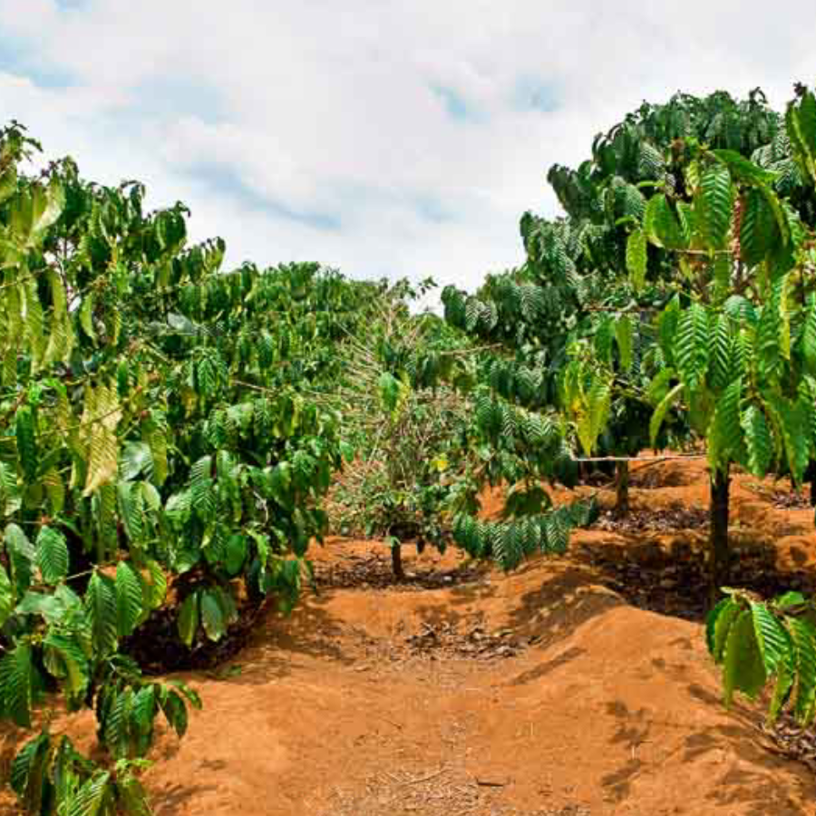 From farm to cup: bringing Hawaii to Texas