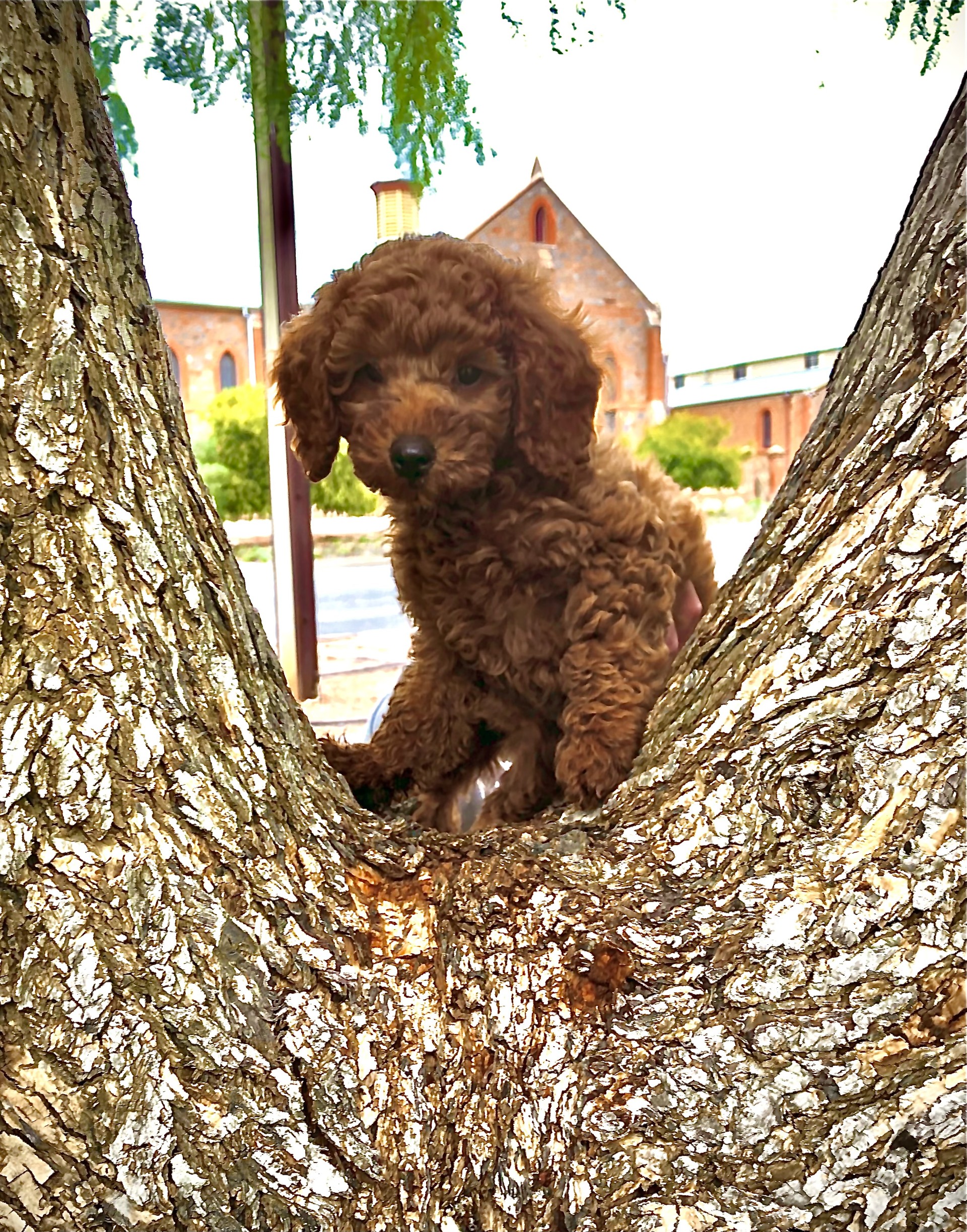 More Than a Puppy.