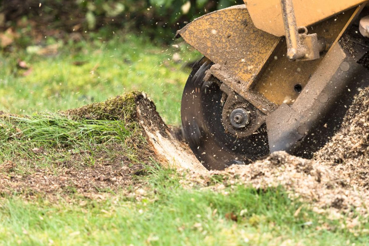 Stump Grinding